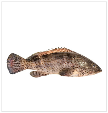 Groupers  in Ghana