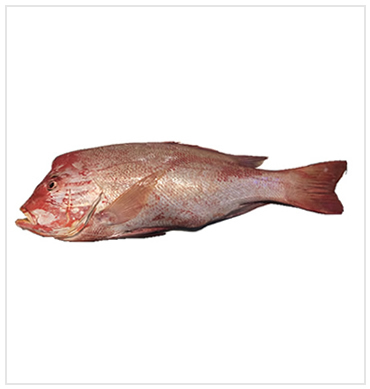 snappers  in Ghana
